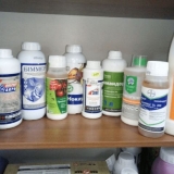 Letak o grožđu: mjere kontrole, narodni lijekovi, fotografija